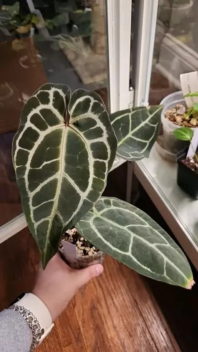 plant/Tim Anderson x Self off shoot-0-thumbnail