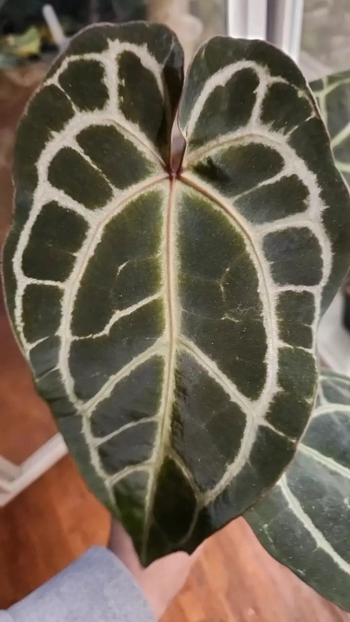 plant/Tim Anderson x Self off shoot-1