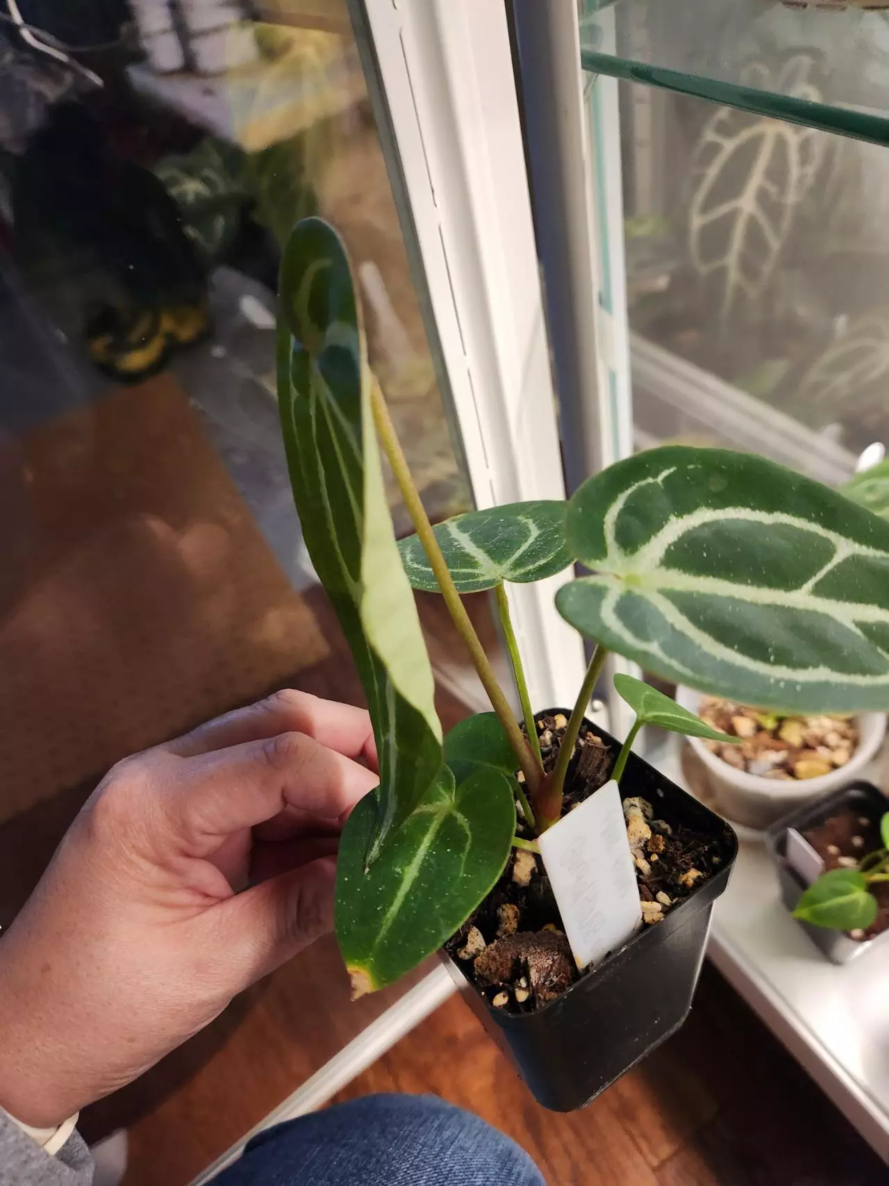 plant/(Black widow x Michelle) x (Zara Michelle)-1