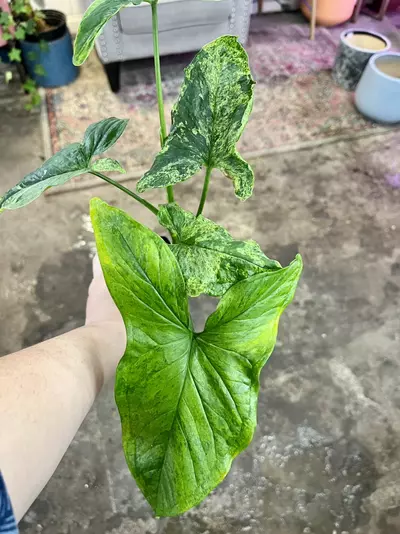 plant/Syngonium mojitos-2-thumbnail