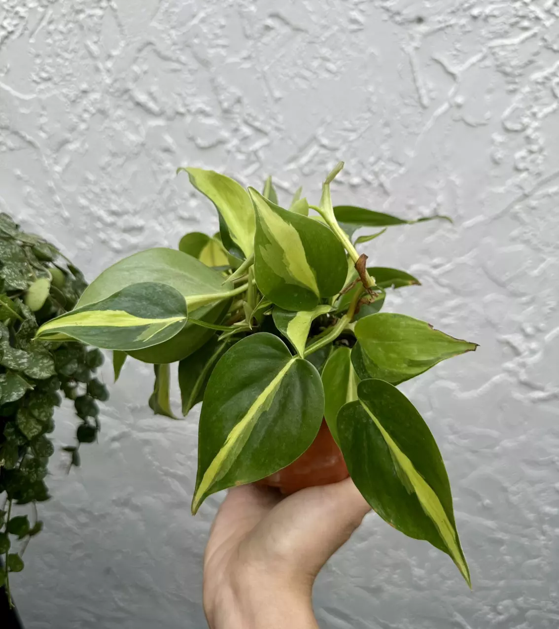 plant/Philodendron Brasil 4 Inch Pot-1