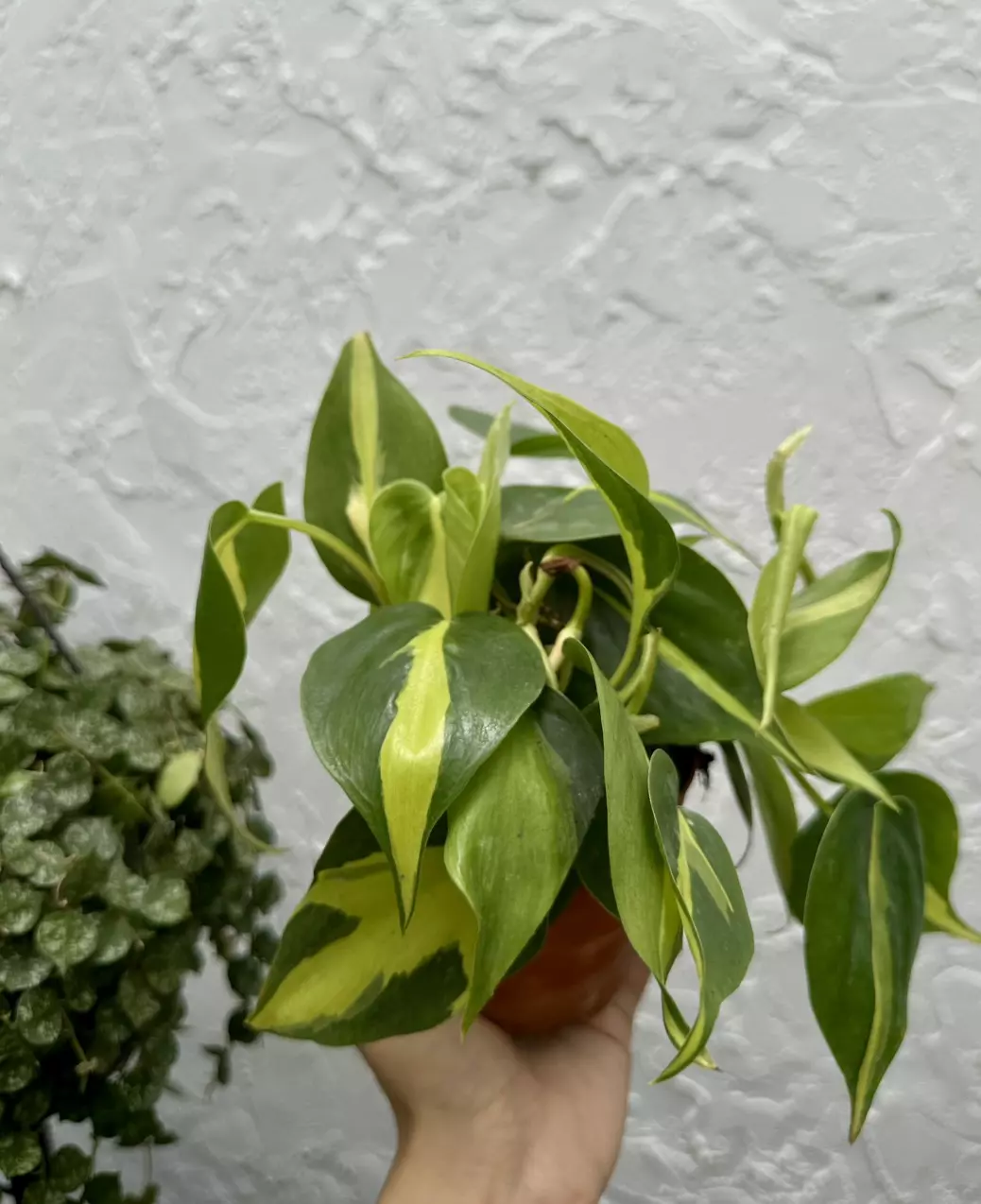 plant/Philodendron Brasil 4 Inch Pot-2