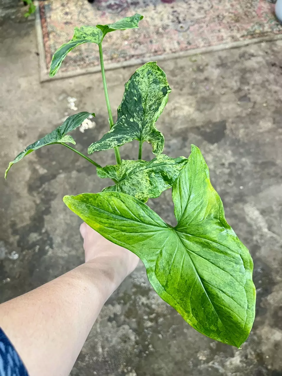 plant/Syngonium mojitos-1