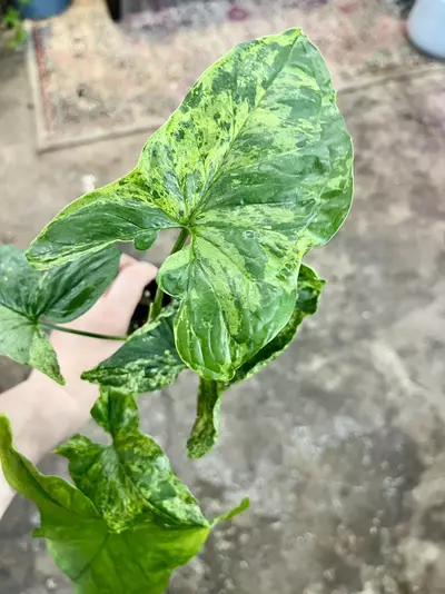 plant/Syngonium mojitos-0-thumbnail