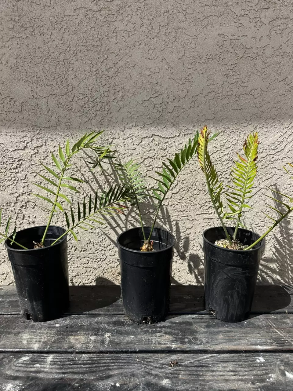 plant/Encephalartos Natalensis Cycads-1