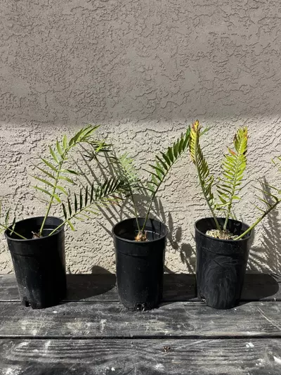 plant/Encephalartos Natalensis Cycads-1-thumbnail