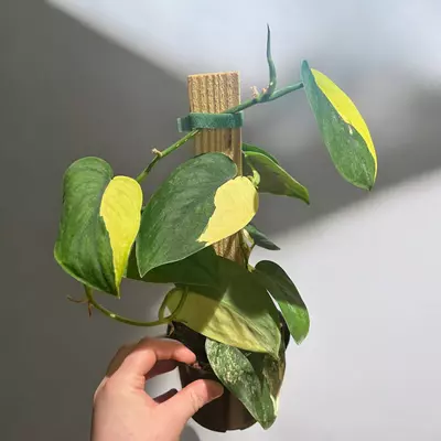 plant/Jade Satin Aurea-0-thumbnail