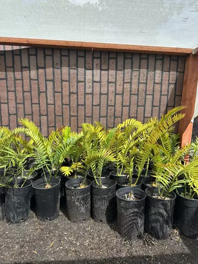 plant/Encephalartos Natalensis Cycads-0-thumbnail