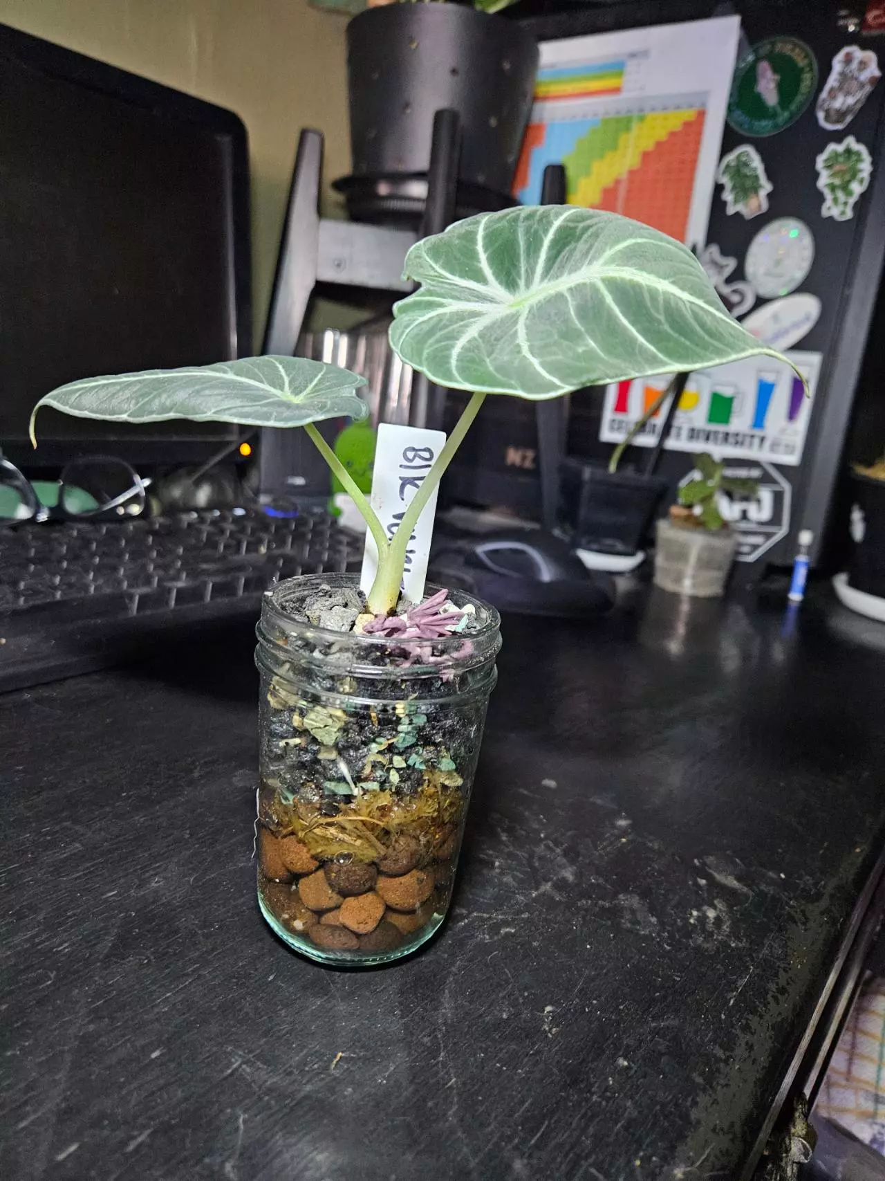 plant/Alocasia Black Velvet-0