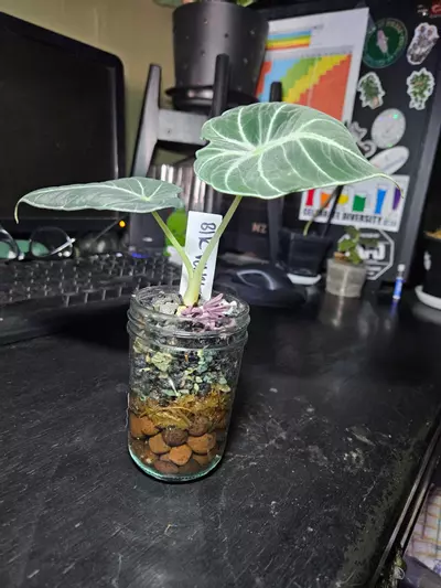 plant/Alocasia Black Velvet-0-thumbnail