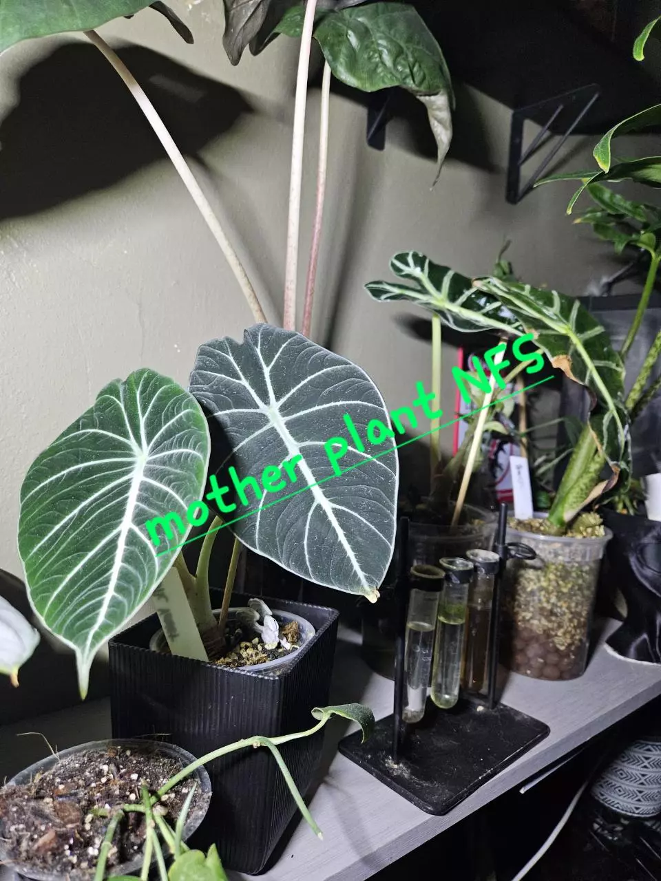 plant/Alocasia Black Velvet-2