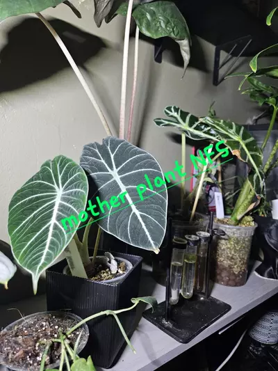 plant/Alocasia Black Velvet-2-thumbnail