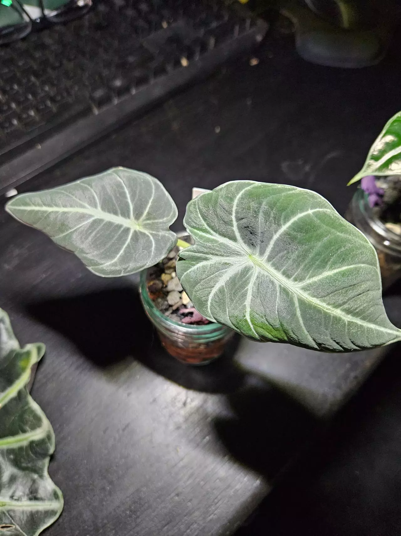 plant/Alocasia Black Velvet-1
