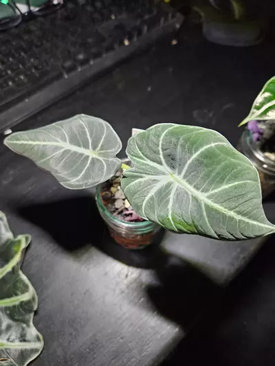 plant/Alocasia Black Velvet-1-thumbnail