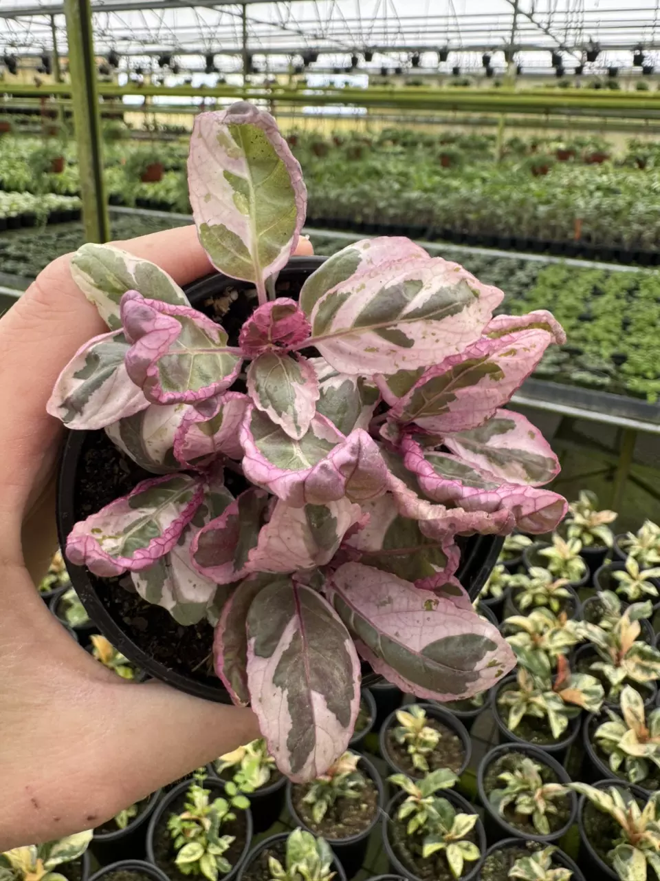 plant/Pink variegated purple waffle 4” pot growers choice-1