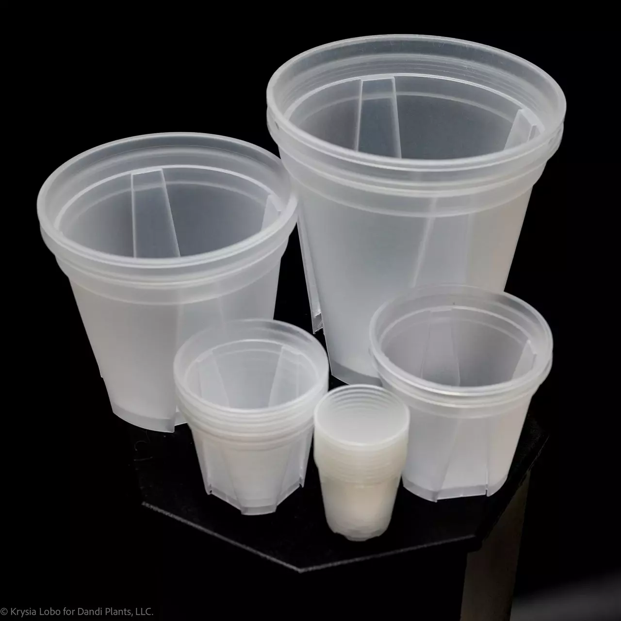 plant/CPOT2456 - 20 of 2.5 4 of 4,5,6-0