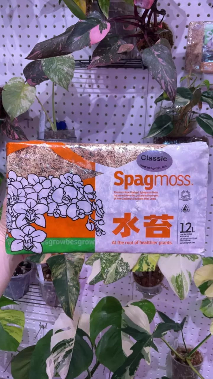 plant/Spagmoss - 150G-0