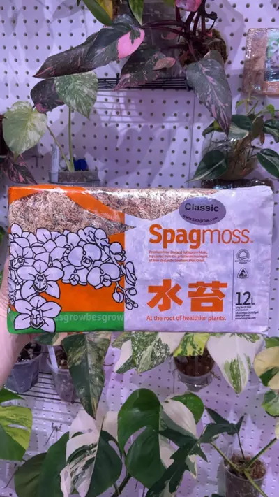 plant/Spagmoss - 150G-0-thumbnail
