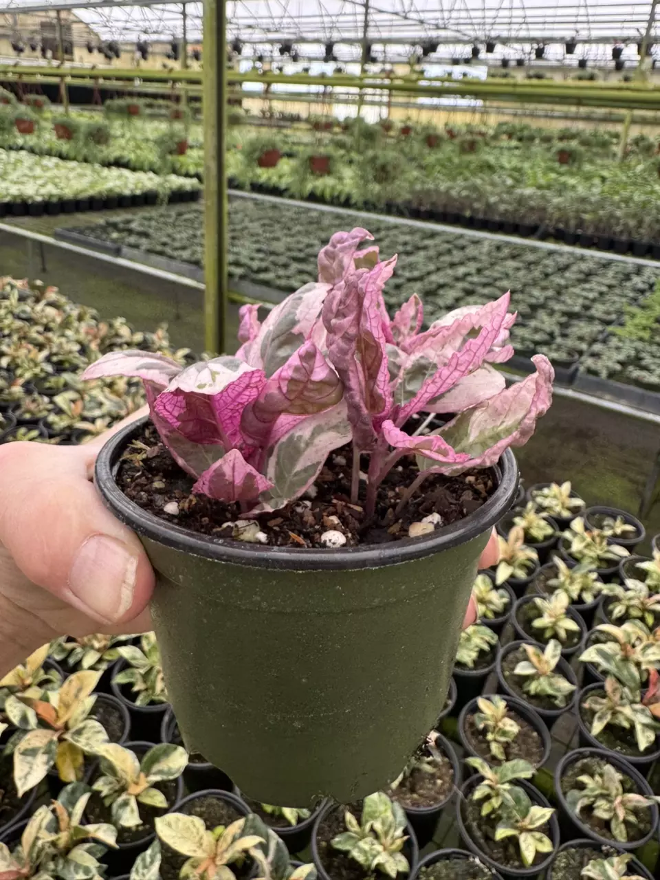 plant/Pink variegated purple waffle 4” pot growers choice-6