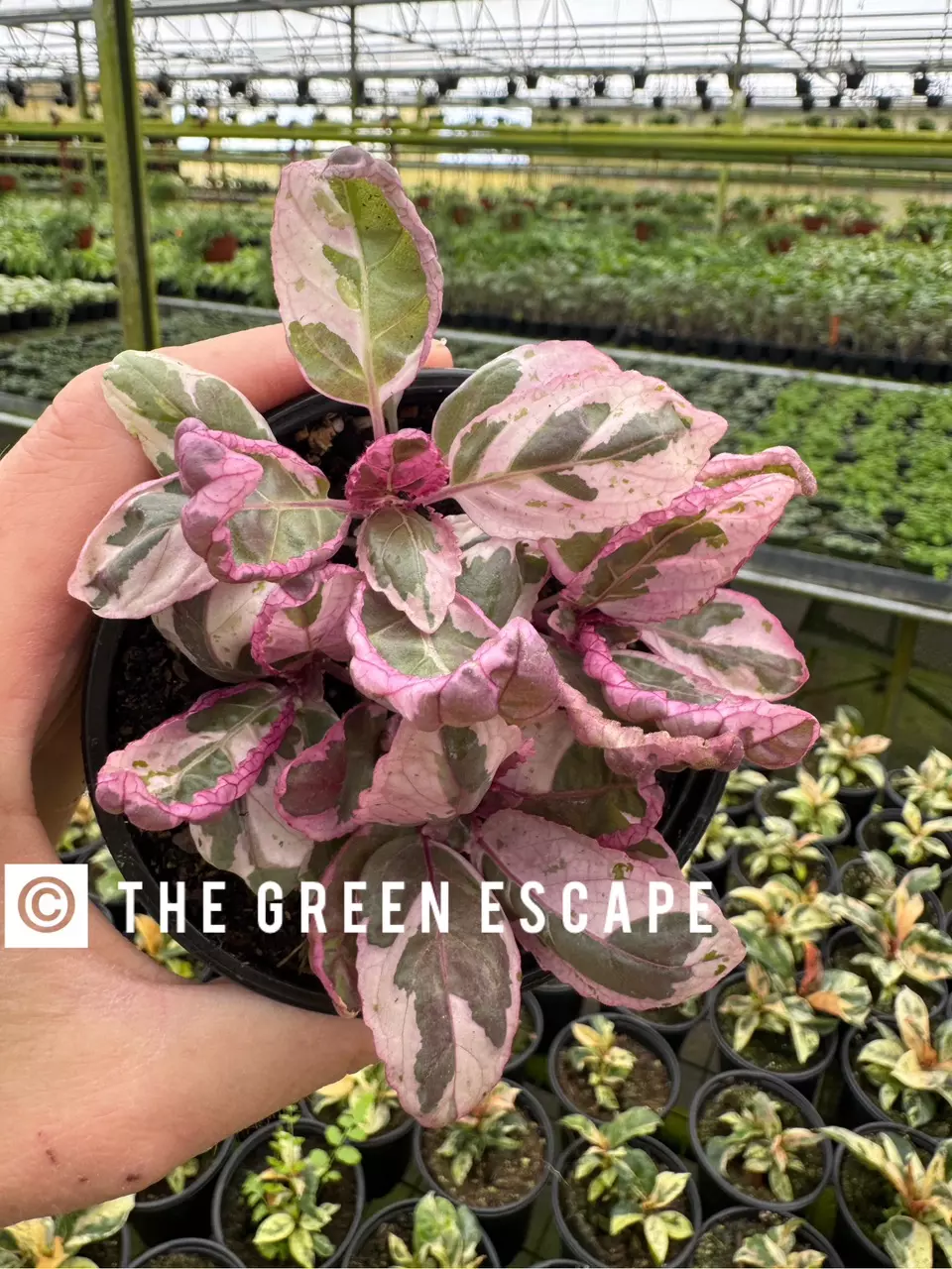 plant/Pink variegated purple waffle 4” pot growers choice-0
