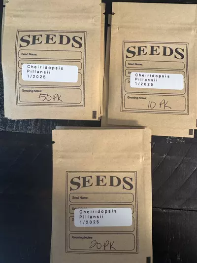 plant/Seeds - Cheiridopsis Pillansii 20pk-1-thumbnail