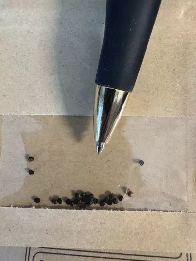 plant/Seeds Ariocarpus Trigonus 20 Pack-1-thumbnail