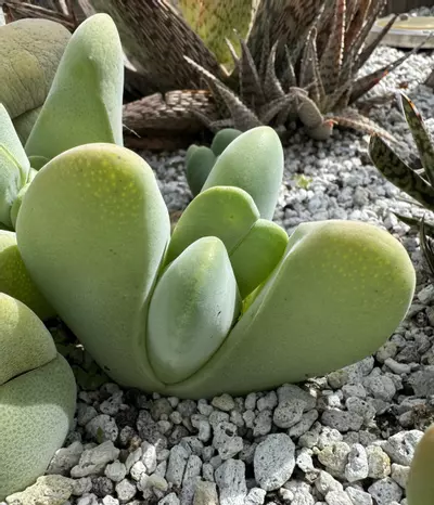 plant/Seeds - Cheiridopsis Pillansii 20pk-0-thumbnail