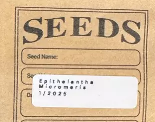 plant/Seeds - Epithelantha Micromeris-1