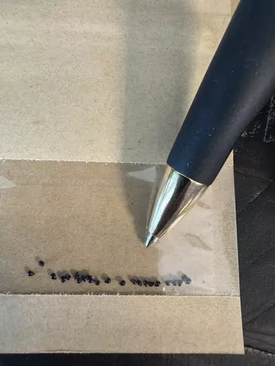 plant/Seeds - Epithelantha Micromeris-2-thumbnail