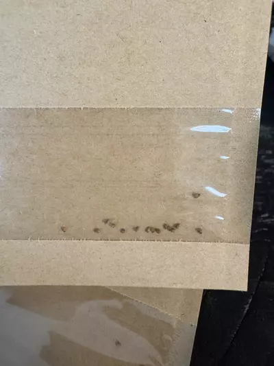 plant/Seeds - Cheiridopsis Pillansii 20pk-2-thumbnail