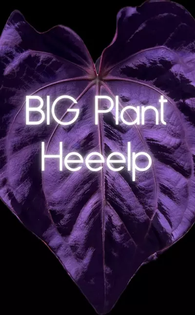 plant/Big Plant Help-0-thumbnail