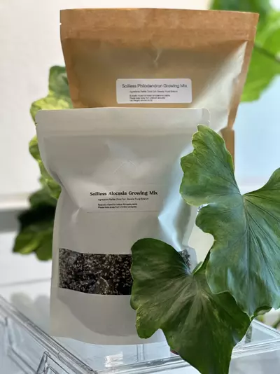 plant/Alocasia Soilless Mix (15+oz in weight)-0-thumbnail