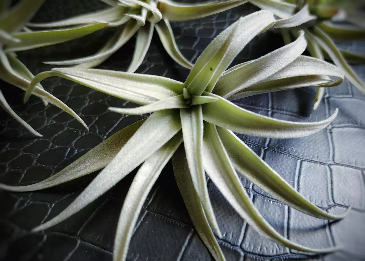 plant/Tillandsia Harrisoi, 4" air plant-0