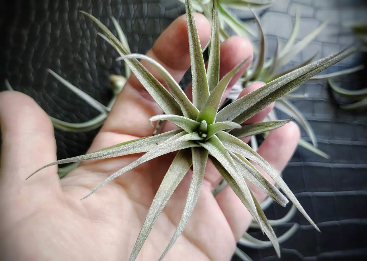 plant/Tillandsia Harrisoi, 4" air plant-1