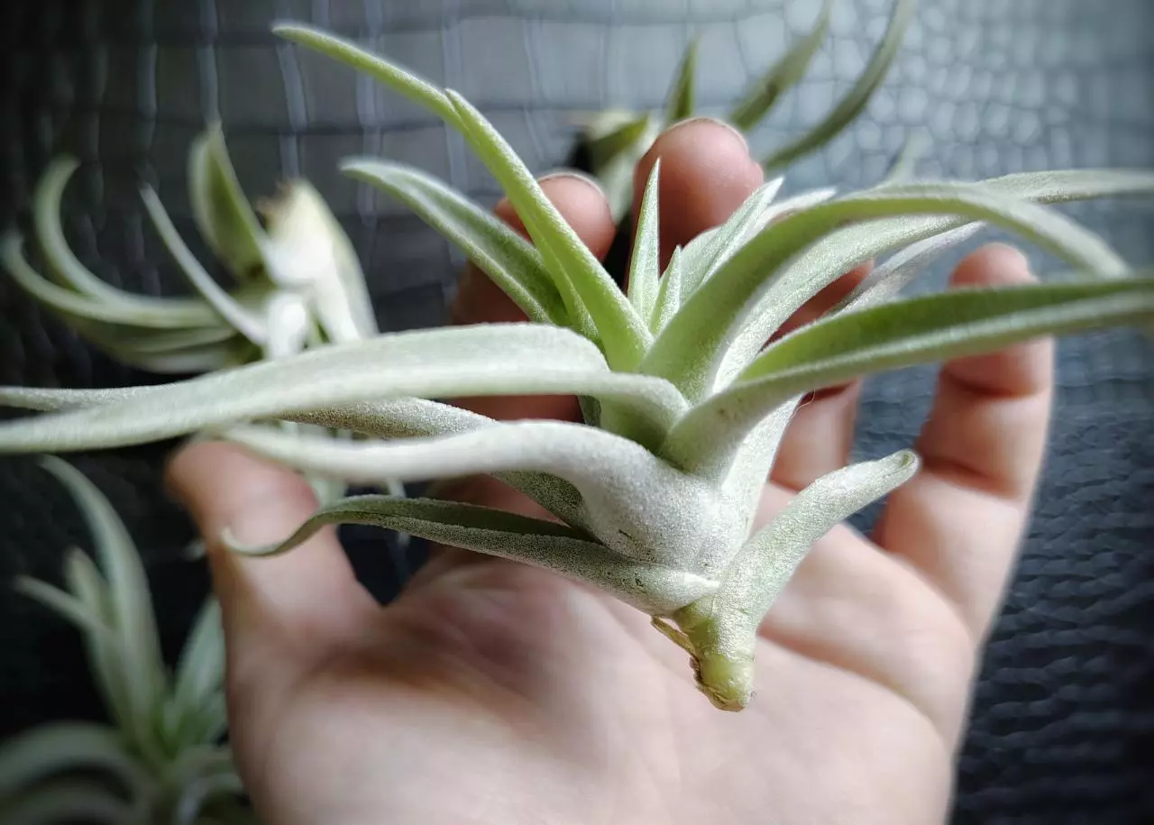 plant/Tillandsia Harrisoi, 4" air plant-6