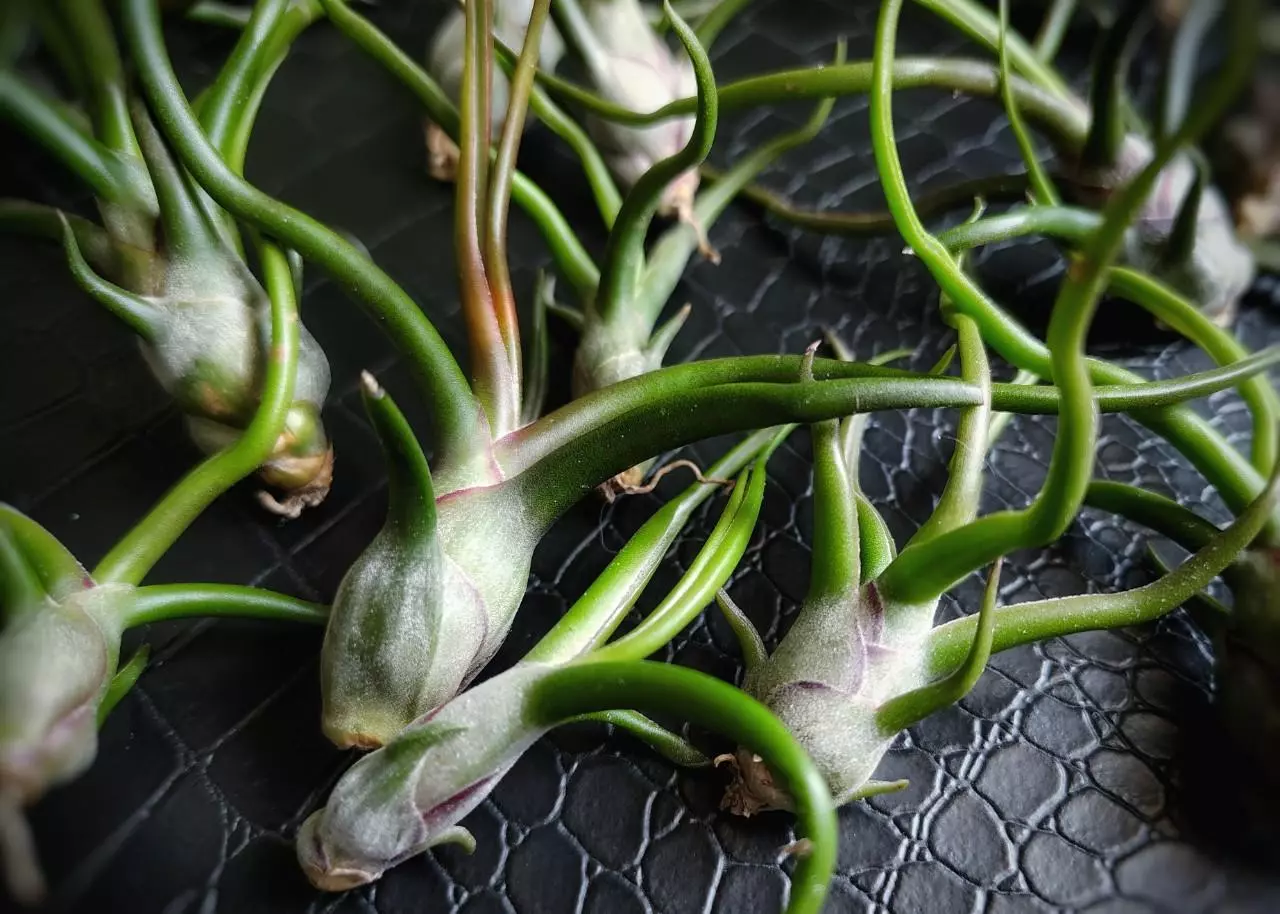 plant/Tillandsia Bulbosa Belize 3"-1