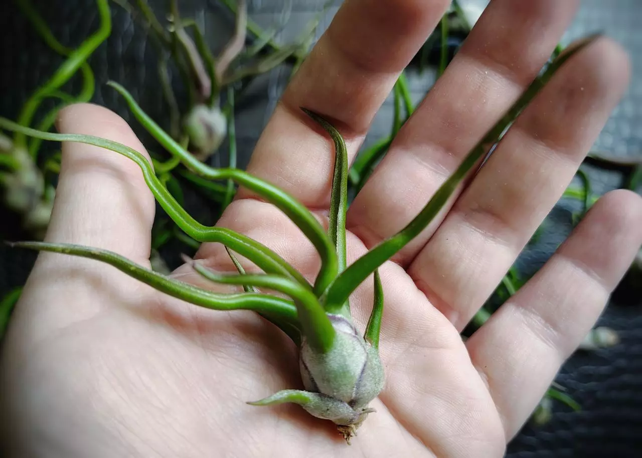 plant/Tillandsia Bulbosa Belize 3"-0