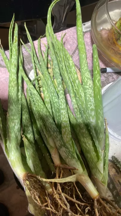 plant/One bareroot aloe Vera freshly picked for purchase-0-thumbnail