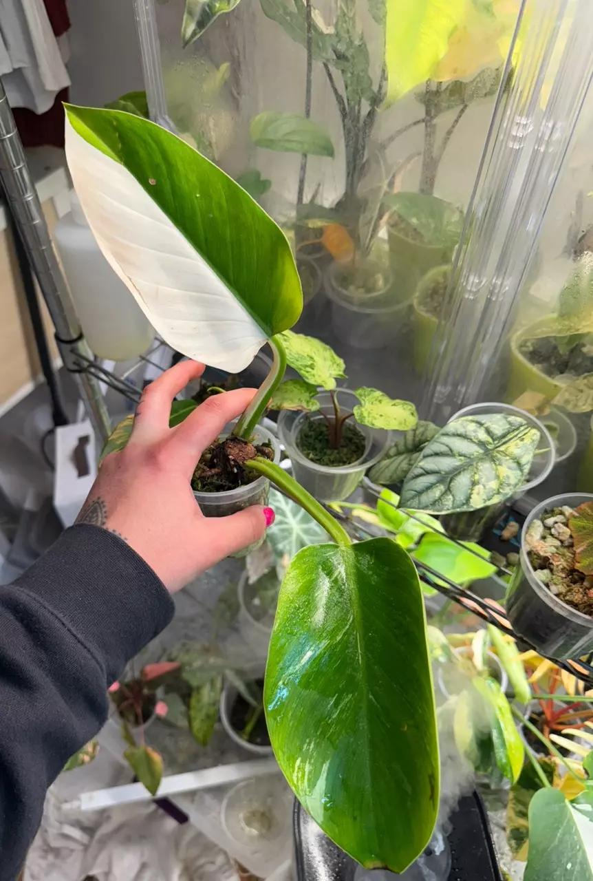 plant/Imperial green variegated Philodendron-0