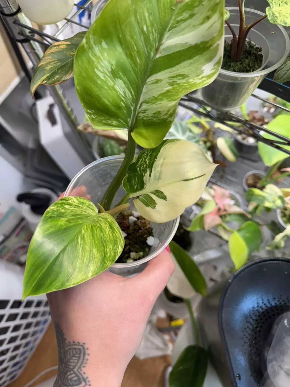 plant/Imperial green variegated Philodendron-2