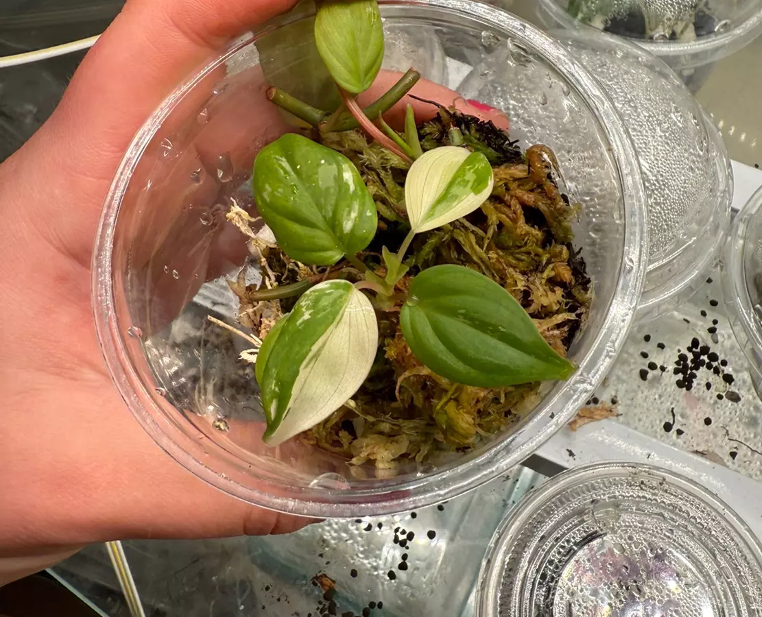 plant/True Albo/pink micans from philippines-0