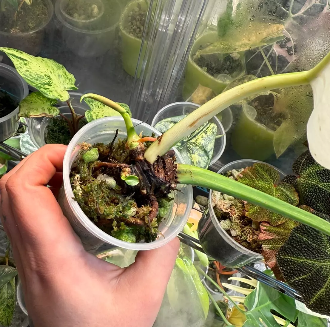 plant/Imperial green variegated Philodendron-1