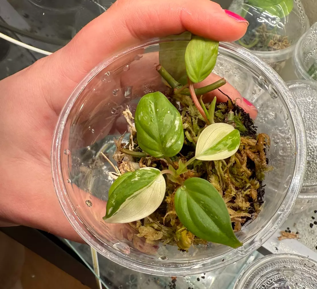 plant/True Albo/pink micans from philippines-1