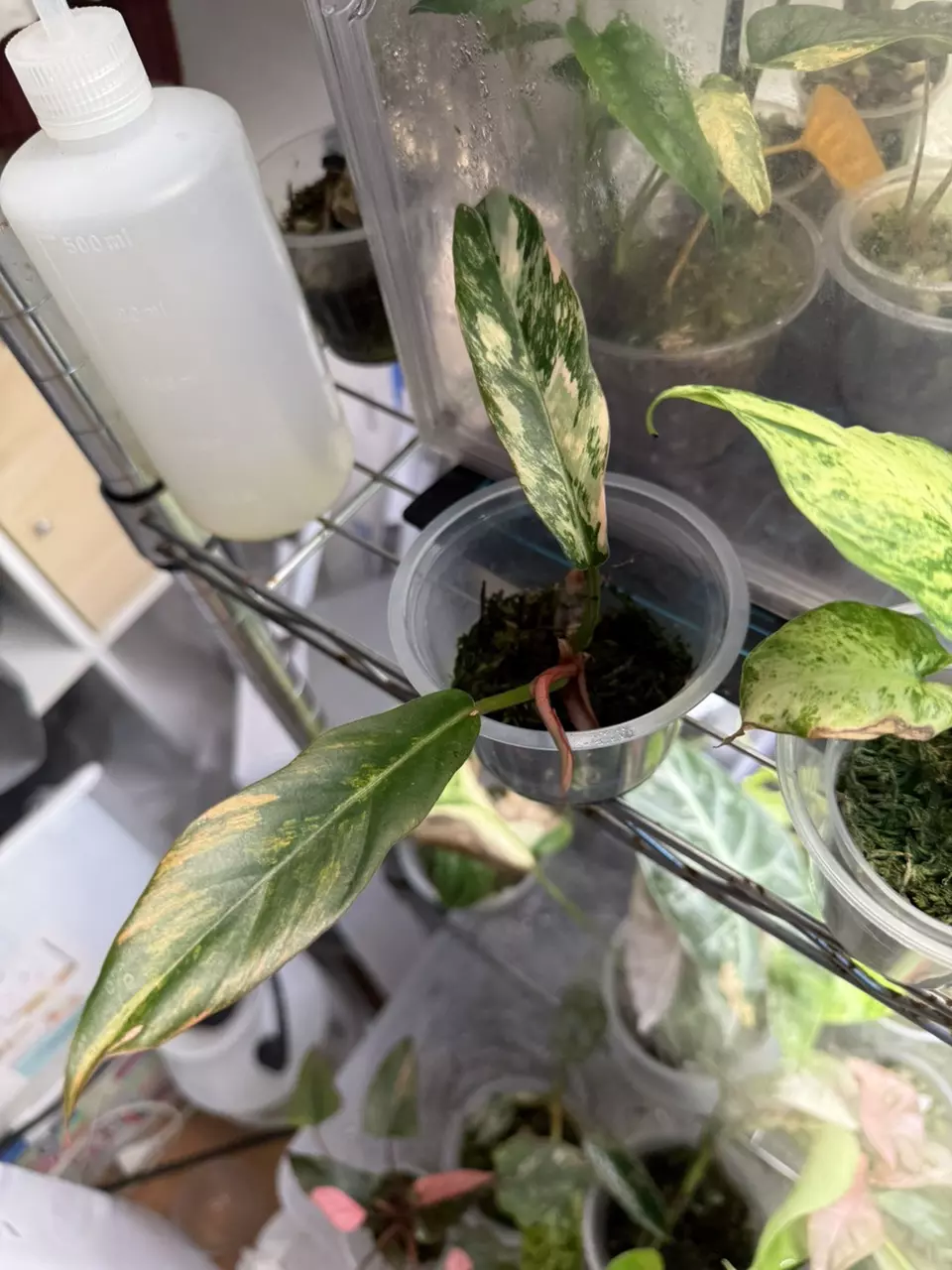 plant/carmel marble philodendron (not TC)-0