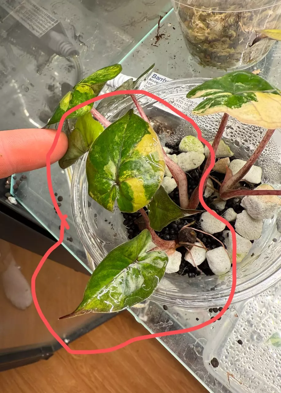 plant/Tri color Yucatán princess pup-0