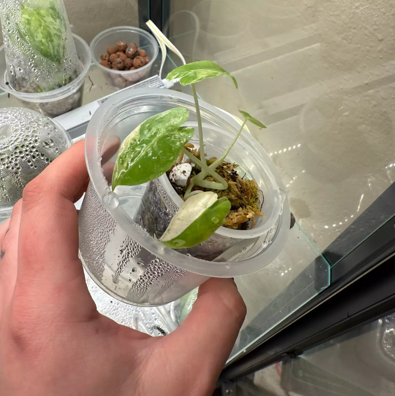 plant/Variegated sarian albo pup (grown from corm)-0