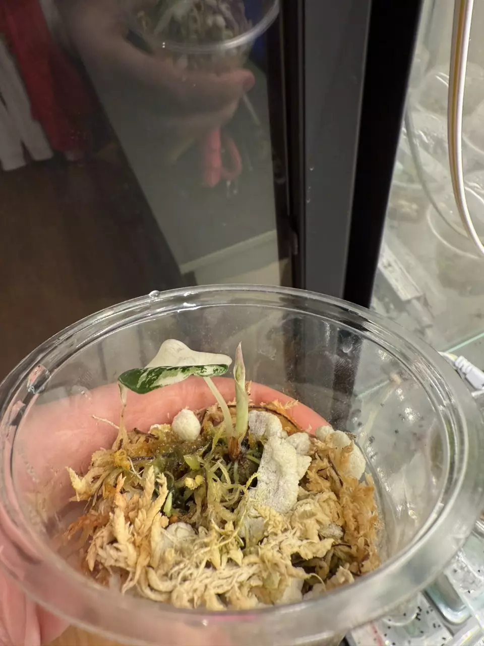 plant/Pink black velvet pup - grown from corm-1