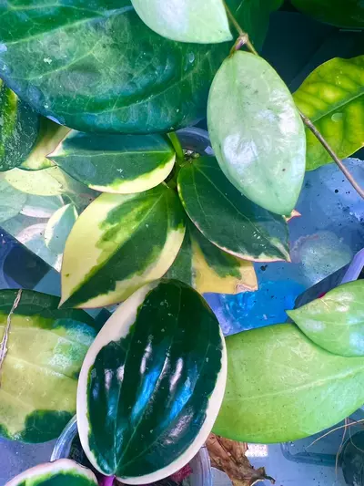 free_shipping/ROOT MY PLANT FOR ME-0-thumbnail