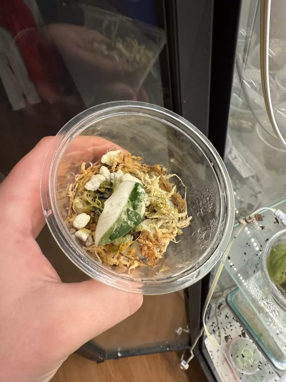 plant/Pink black velvet pup - grown from corm-0