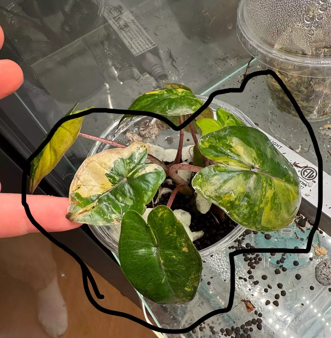 plant/Tri color yucatán princess pup-0